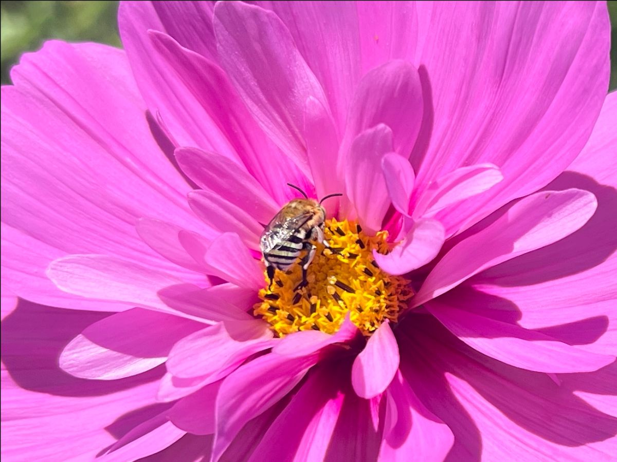 Close-up of a bright pink flower with a yellow center. A bee is perched on the flower’s center among the pollen.