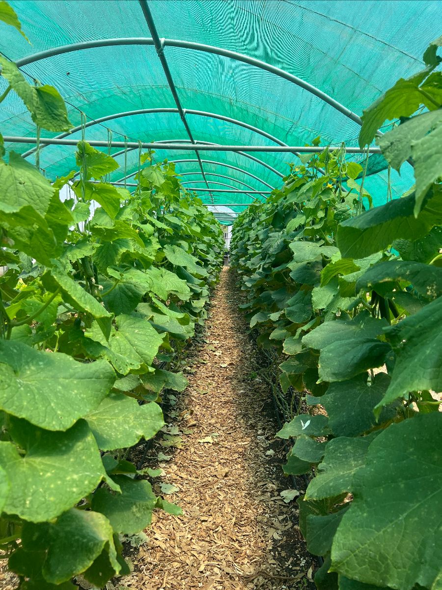 Long aisle inside a hoop-house tunnel with a green shade-cloth roof and metal arches overhead. Dense rows of leafy vine plants line both sides of a woodchip-covered path.