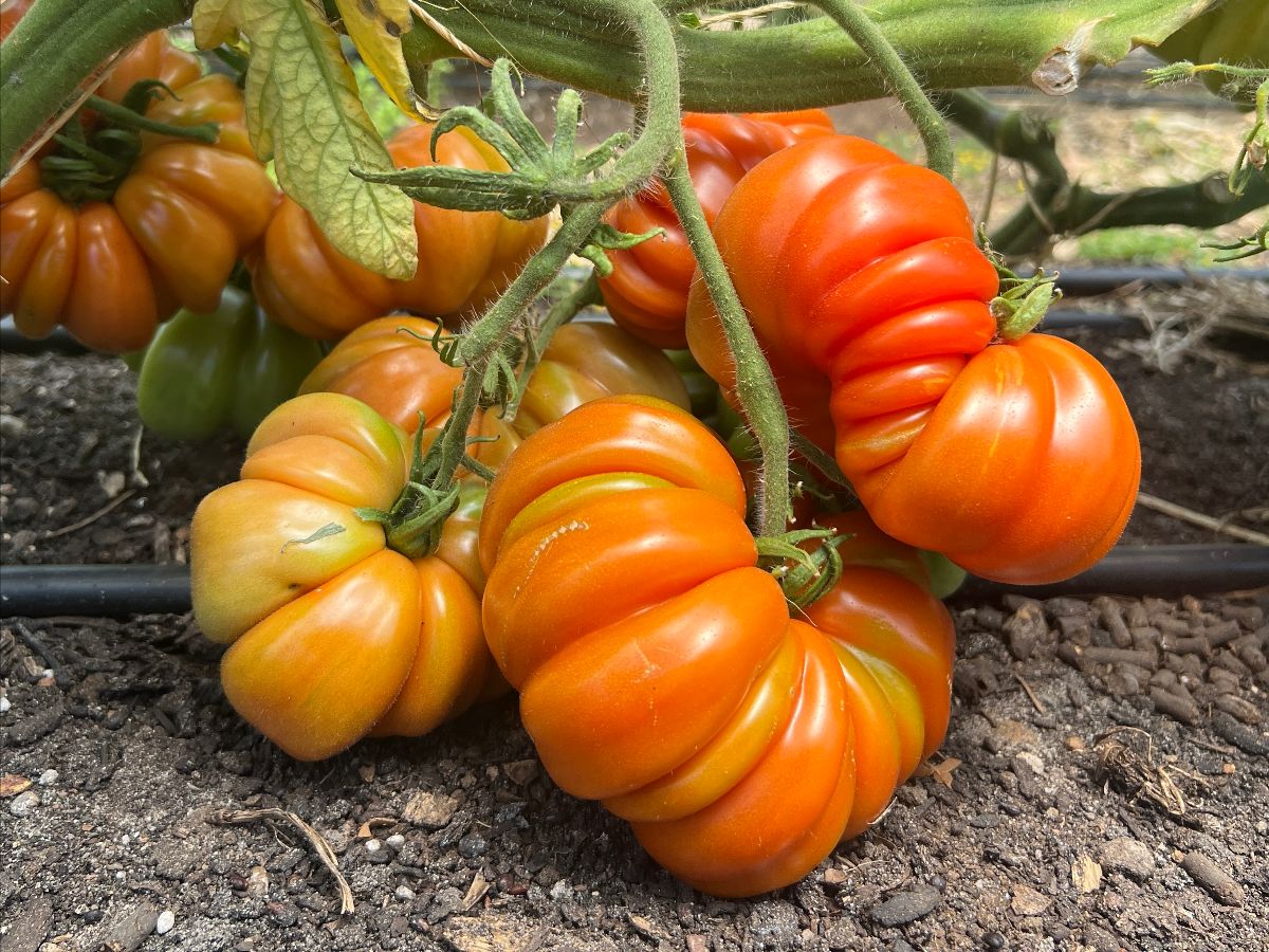 Close-up of several large, ribbed heirloom tomatoes in shades of orange and red growing on the vine. The tomatoes hang low over soil with green stems and leaves visible.