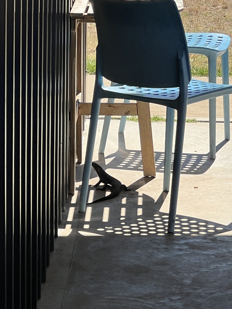 Small lizard on a concrete patio beneath a wooden table beside light-blue plastic chairs. Sunlight casts striped and dotted shadows from the railing and chair seats across the ground.