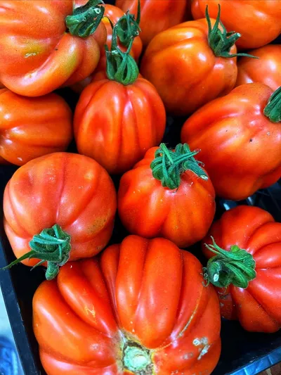 Cover image for Heirloom Tomatoes and Sunflowers in Bloom