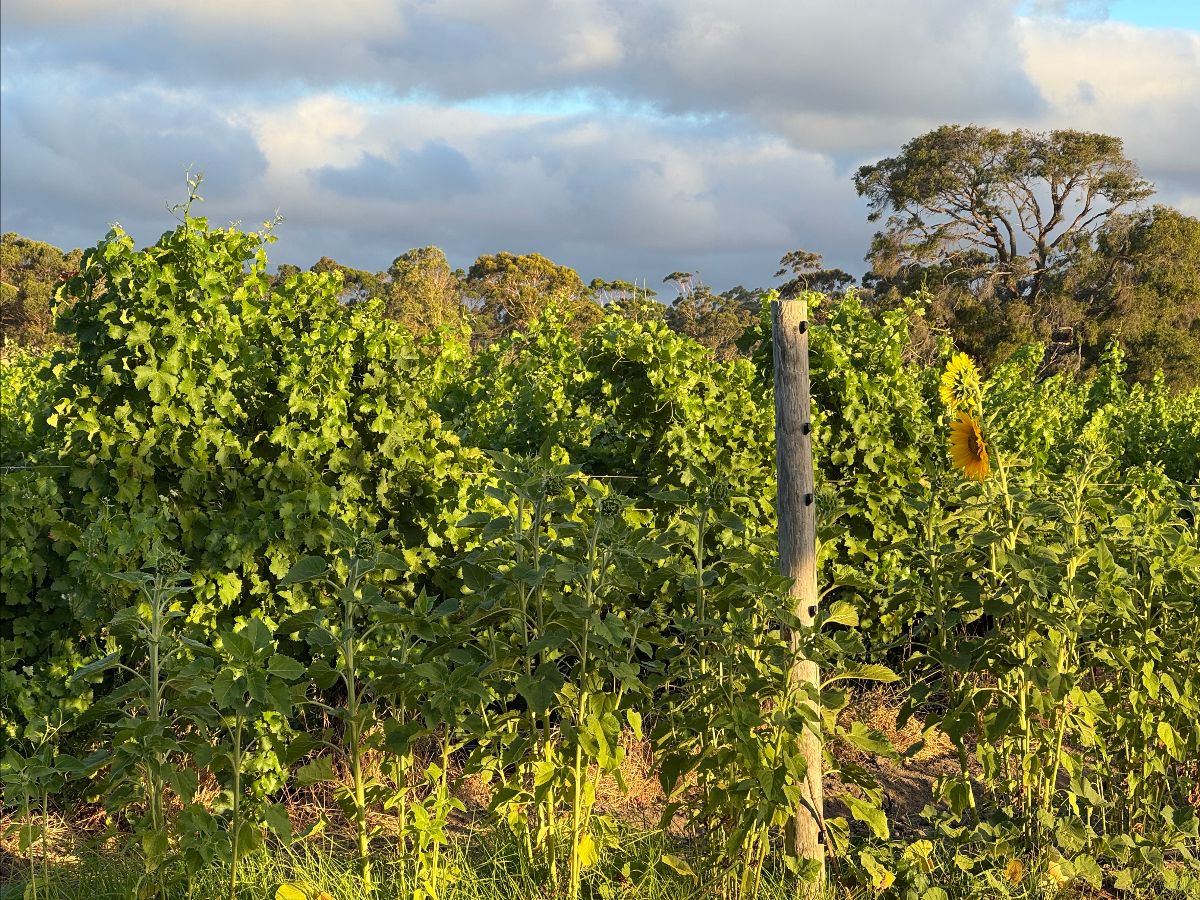 Dense green vegetation fills a field under a cloudy sky, with trees in the distance. A weathered wooden fence post stands near the center-right beside a tall sunflower.
