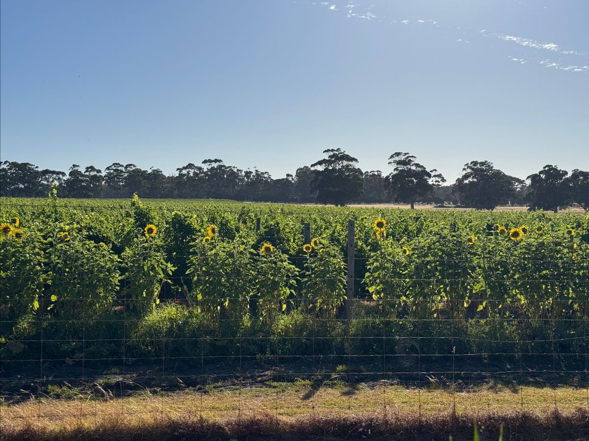 A wide view of a green crop field dotted with blooming sunflowers behind a wire fence. A line of tall trees stretches across the horizon under a clear blue sky.
