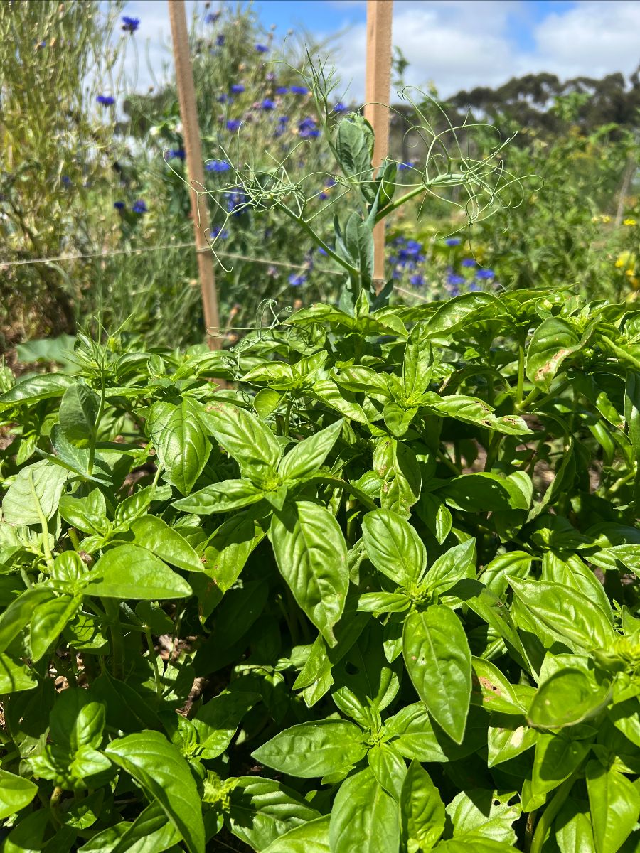Close-up of lush green basil leaves in a garden bed, with a pea vine and curly tendrils rising above. Blurred purple-blue flowers and wooden stakes appear in the background under a bright sky.