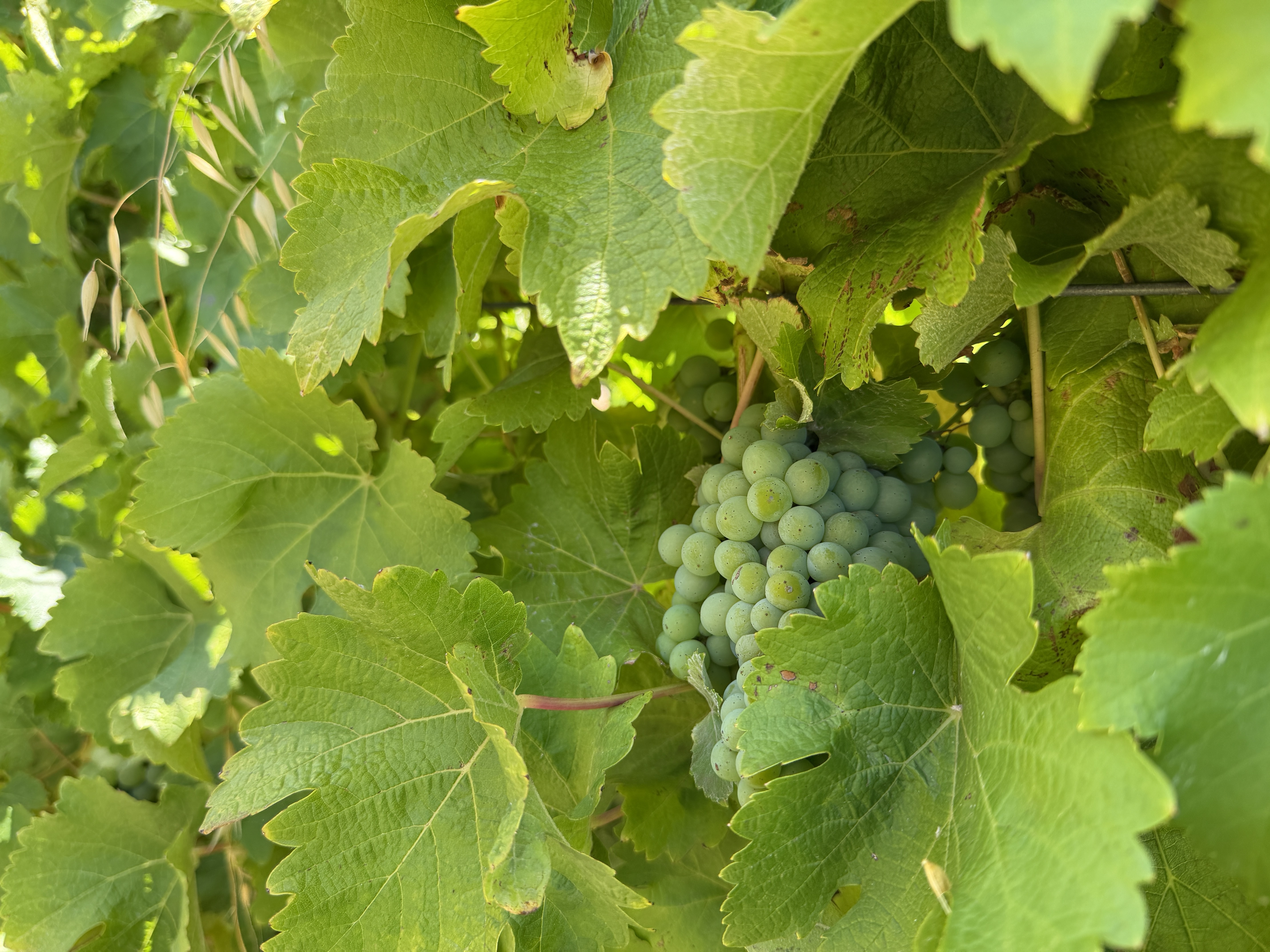 Close-up of a cluster of unripe green grapes hanging on a vine, partially hidden by large green leaves. Sunlight filters through the foliage around the grape bunch.