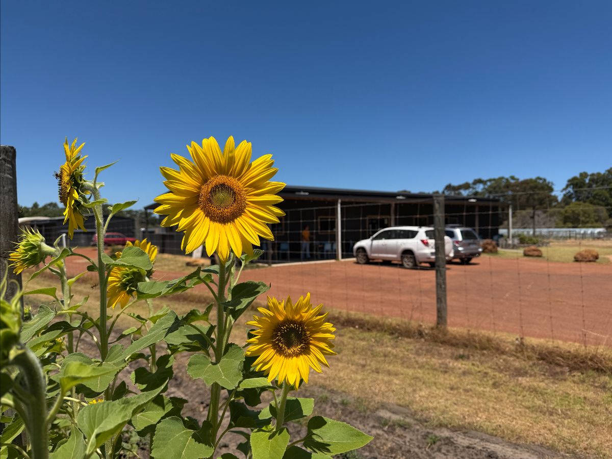 Bright yellow sunflowers in the foreground beside a wire fence. In the background, two cars are parked on a dirt lot in front of a low farm building under a clear blue sky.