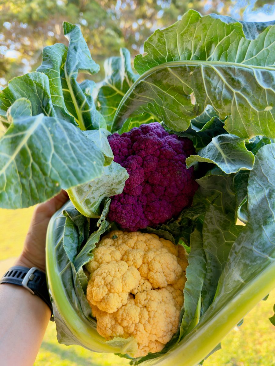 A hand holds two freshly harvested cauliflower heads—one purple and one creamy white—nestled in large green leaves. The background is an out-of-focus sunny field with trees.