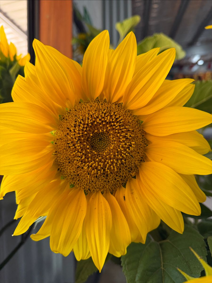 Close-up of a bright yellow sunflower with a detailed brown center, filling most of the frame. Green leaves and a blurred shop background are visible behind it.