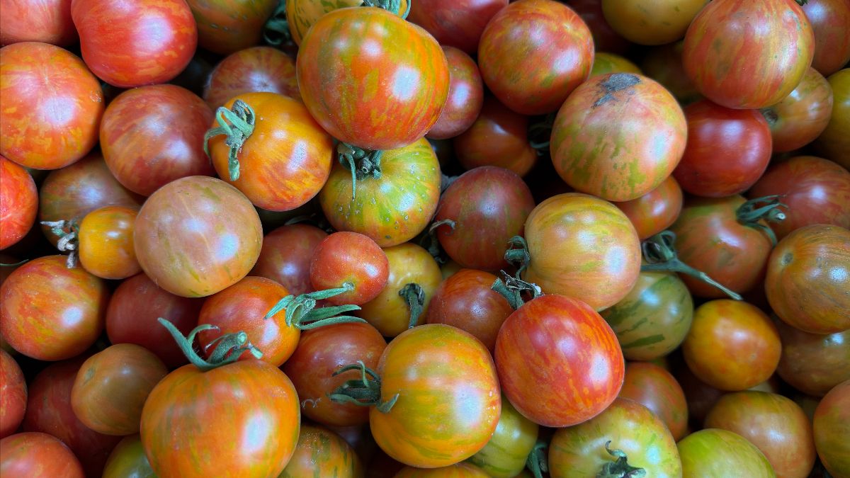 Close-up of a pile of heirloom tomatoes in red, orange, yellow, and green hues, some with stems attached. The tomatoes fill the frame in varied sizes and mottled patterns.
