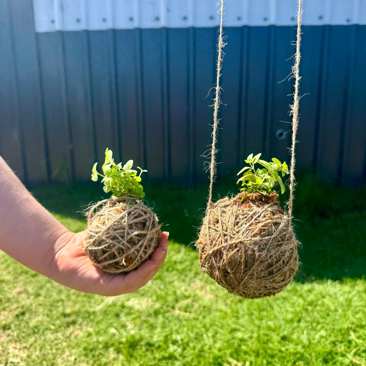 Two handmade kokedama moss balls with small green seedlings sprouting from the top, one held in a hand and the other hanging from twine strings, in a sunny garden with a dark corrugated metal shed behind