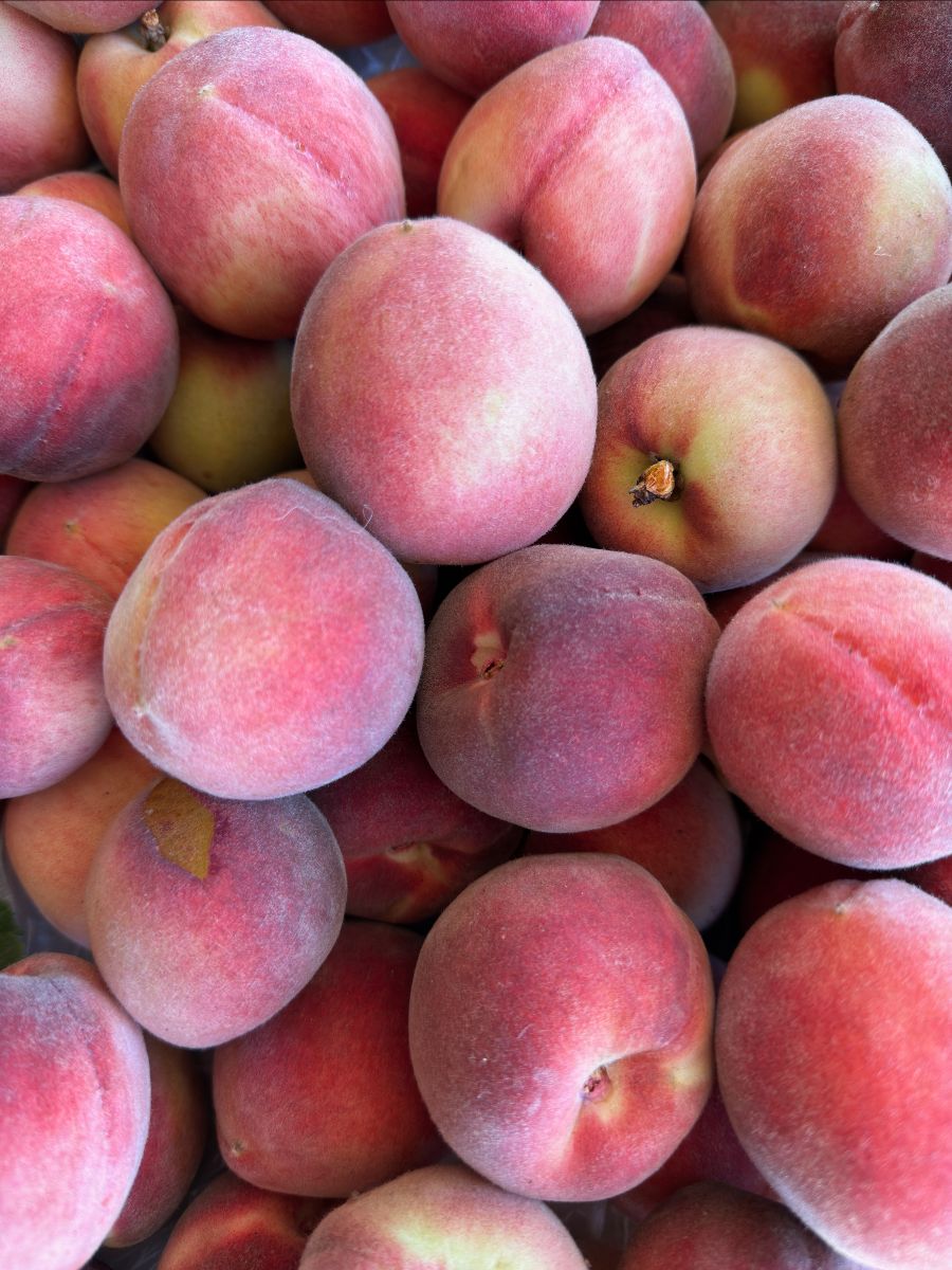 Close-up of a pile of ripe organic peaches with fuzzy pink and yellow skin filling the frame