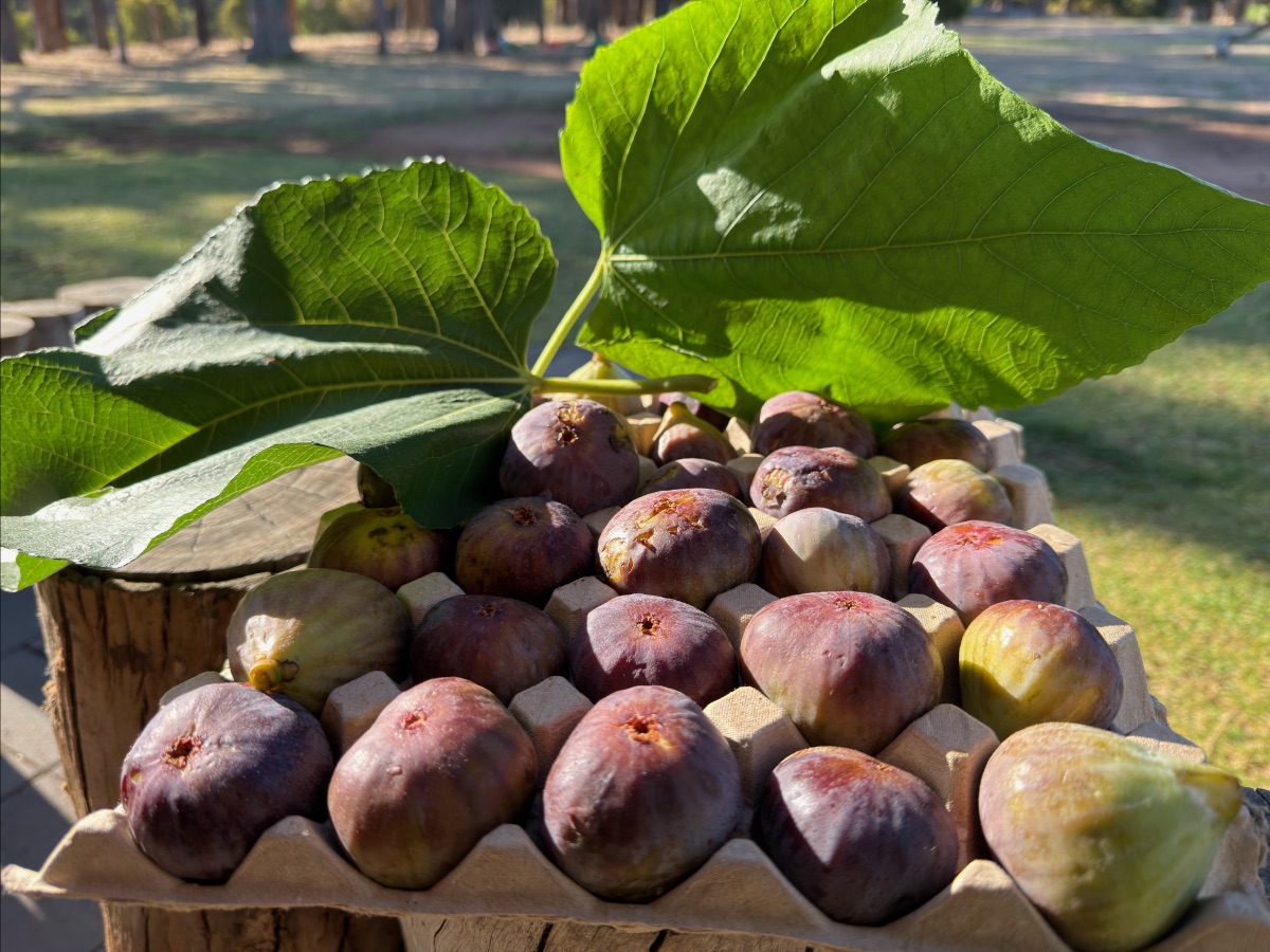 A tray of ripe purple and green figs topped with large fig leaves, sitting on a wooden surface outdoors with sunlit trees in the background
