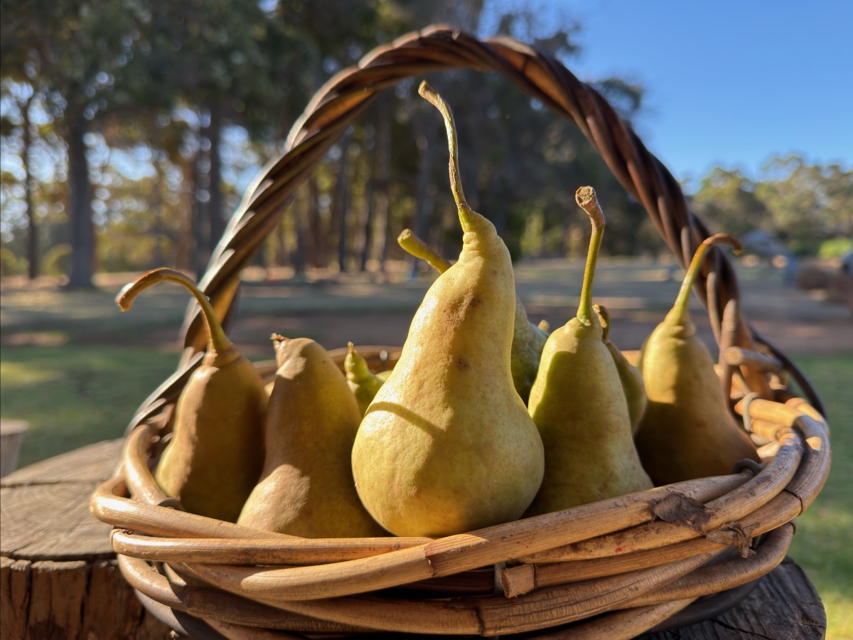 A wicker basket filled with golden-green Beurre Bosc pears sitting on a wooden stump with sunlit trees and grass in the background