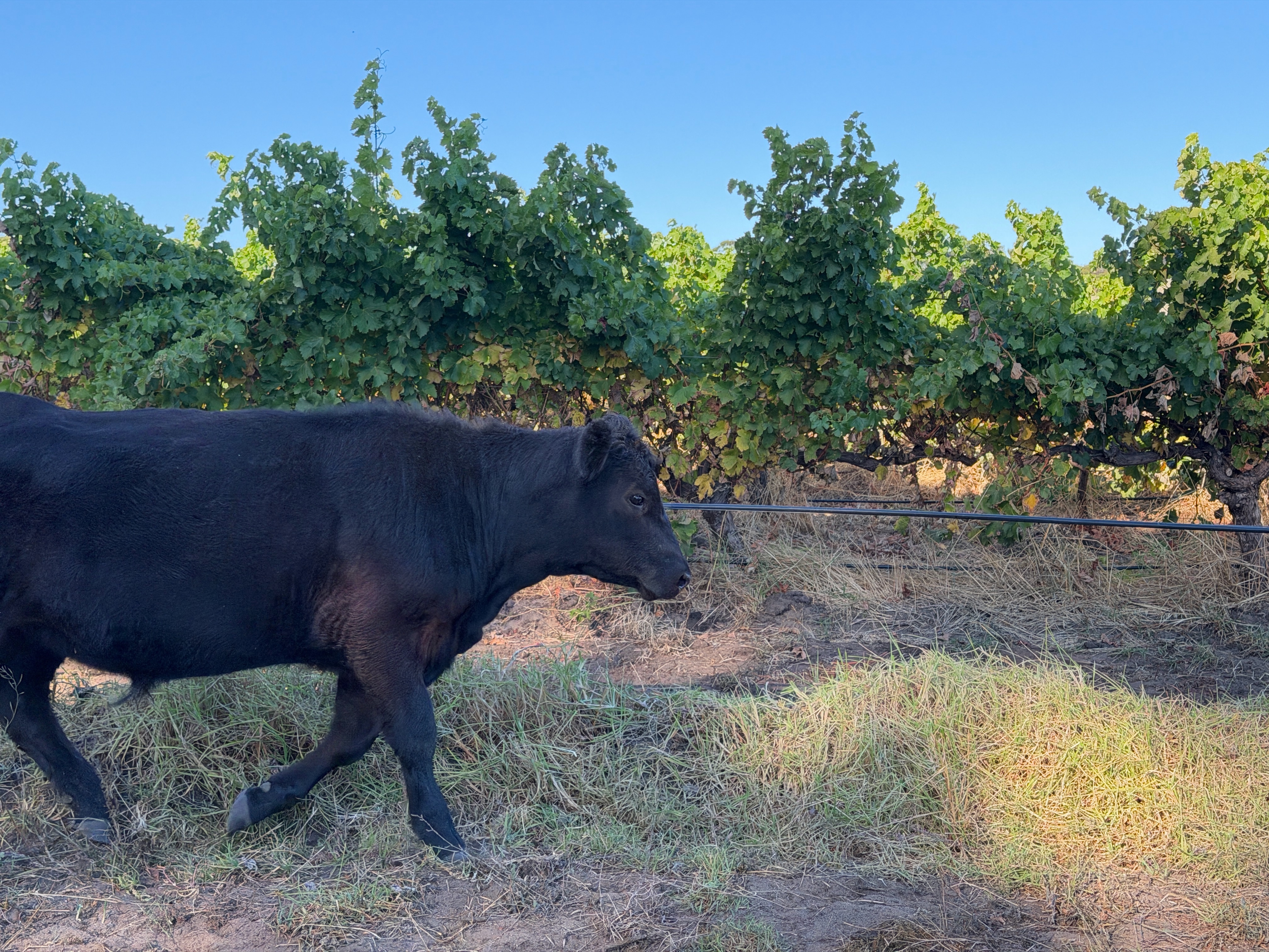 Black cow walking along dry grass and dirt in front of a row of green grapevines under a clear blue sky. Irrigation tubing runs along the base of the vines behind the cow.