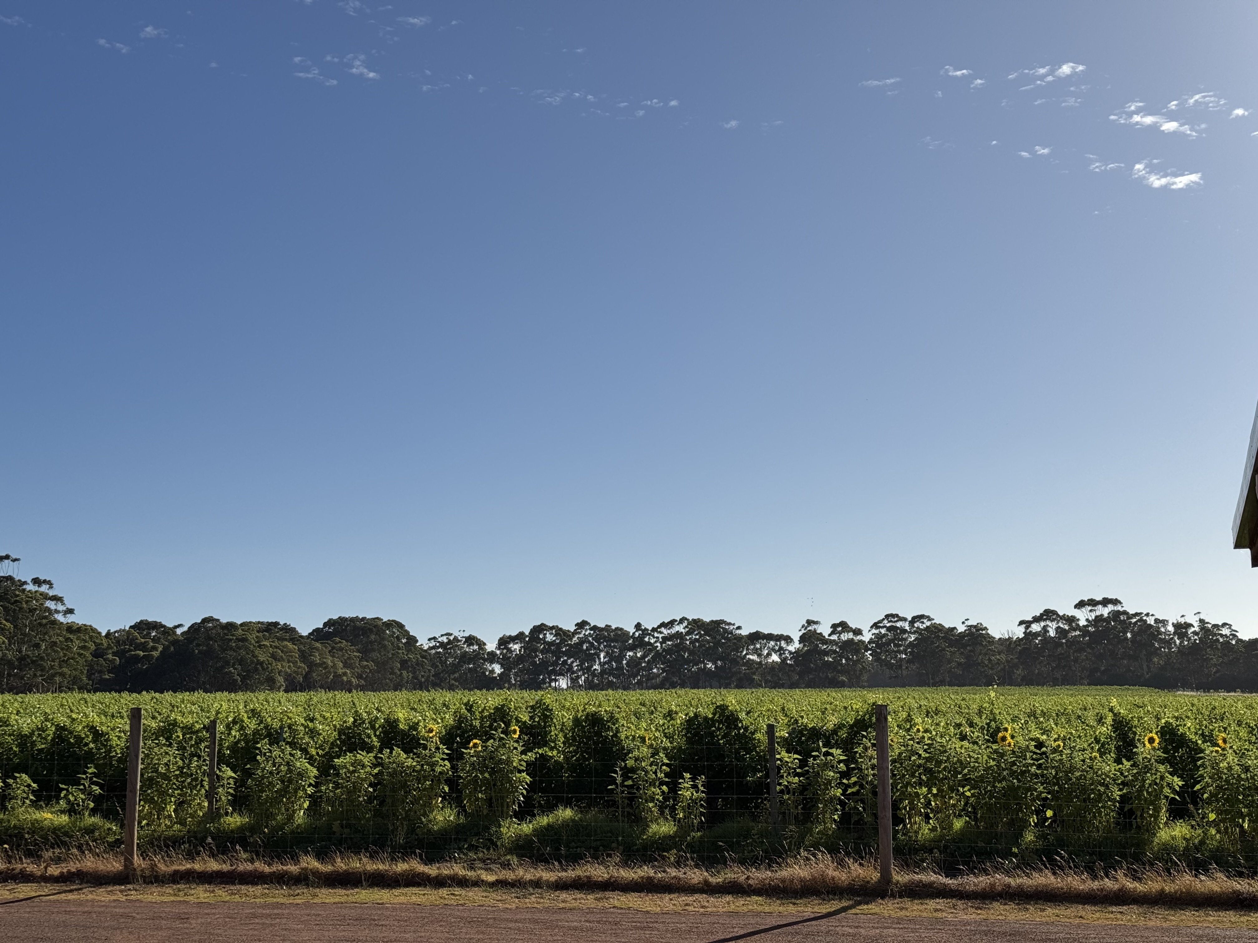 Wide view of a green crop field with a wire fence and a few yellow sunflowers in the foreground. A line of trees sits on the horizon beneath a clear blue sky with small scattered clouds.