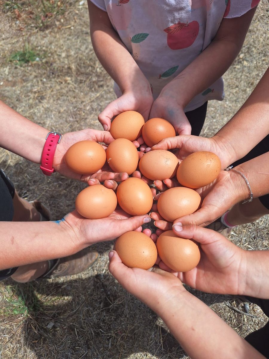Several people’s hands are cupped together holding a dozen brown eggs. A child in an apple-print shirt stands above the hands over a dry, grassy ground.