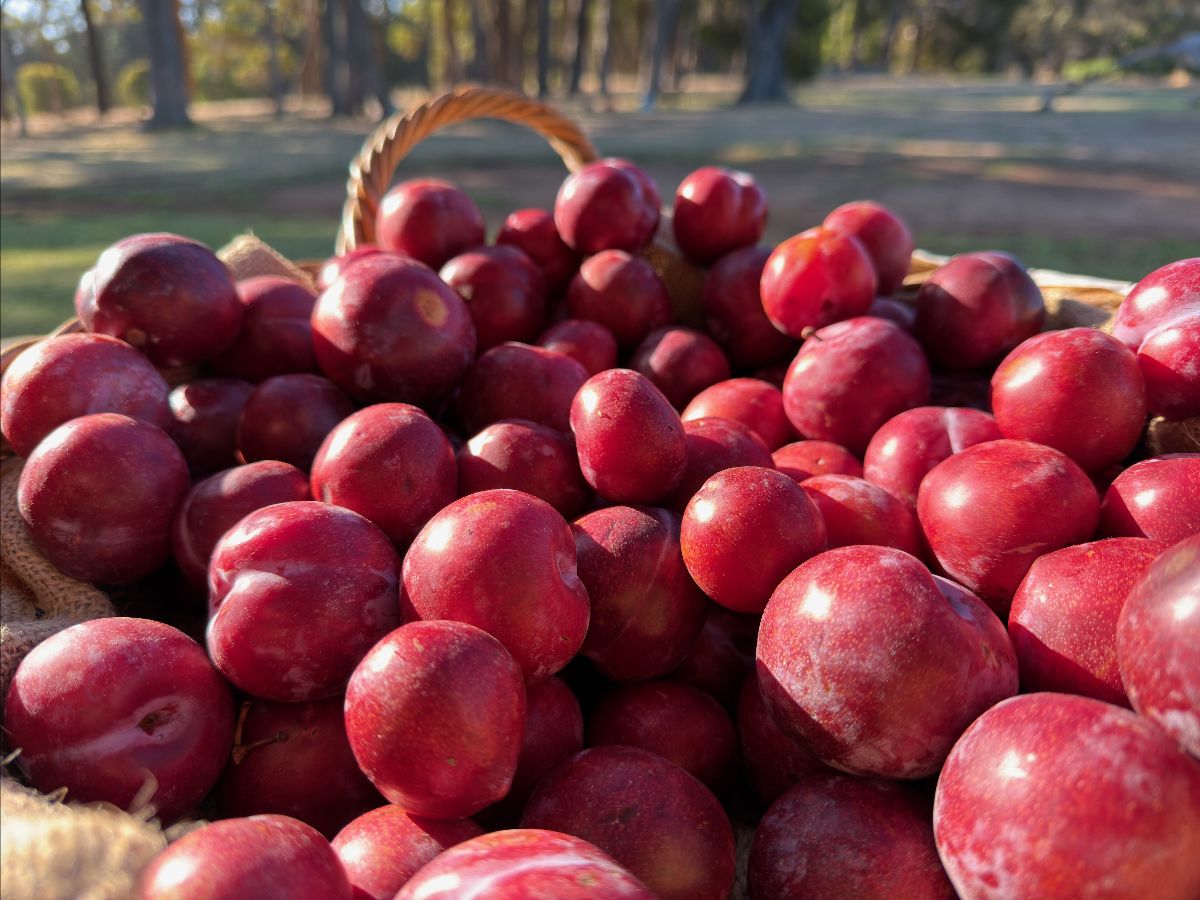 Close-up of a wicker basket filled with red plums. Blurred background shows a grassy area with trees in soft sunlight.