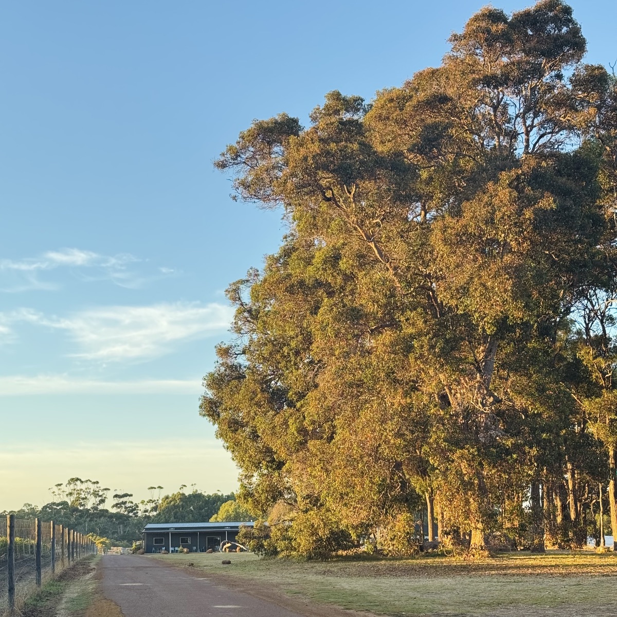 Dirt farm road bordered by a wire fence leads toward a small building in the distance. A tall cluster of sunlit trees fills the right side under a clear blue sky.