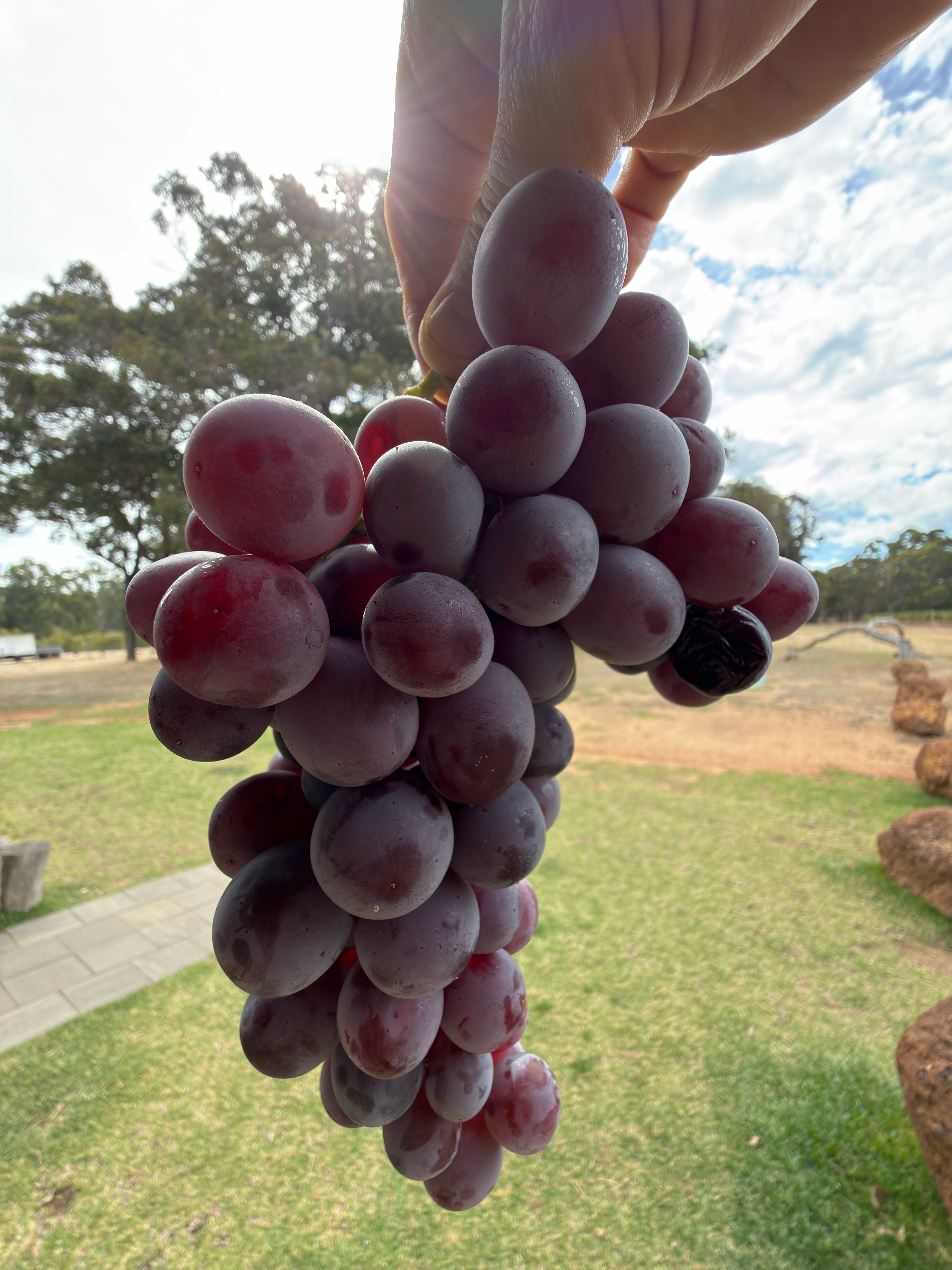 Hand holding a large cluster of dark purple grapes in the foreground. Sunlit yard with grass, trees, and a partly cloudy sky in the background.