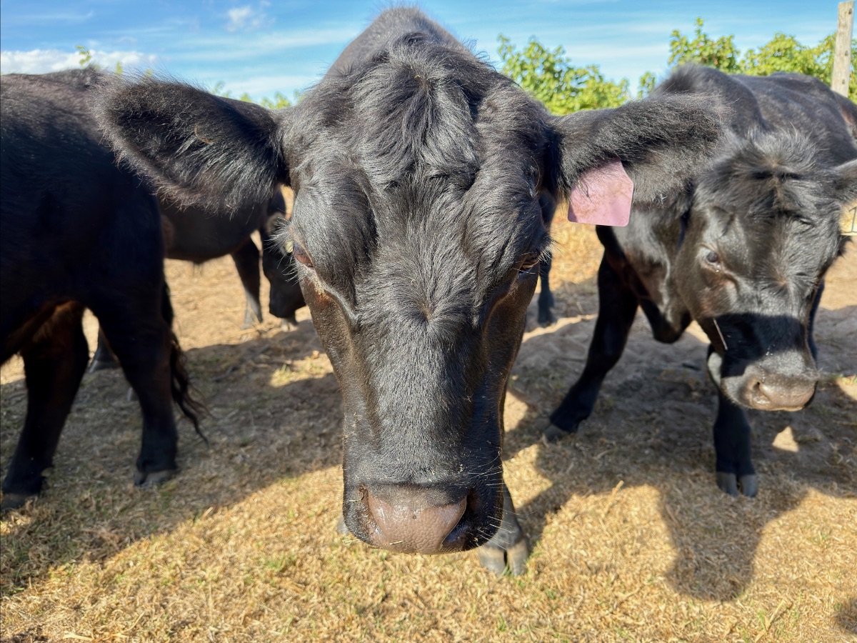 Close-up of a black cow facing the camera, with other black cows nearby on dry grass. Blue sky and a line of green shrubs appear in the background.