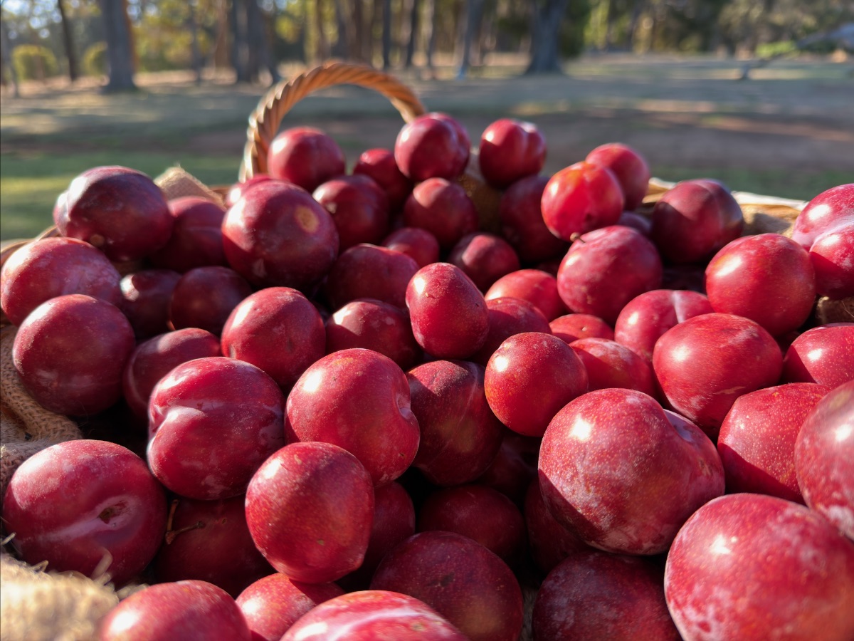 Close-up of a wicker basket filled with red plums. Blurred trees and grass are visible in the background.