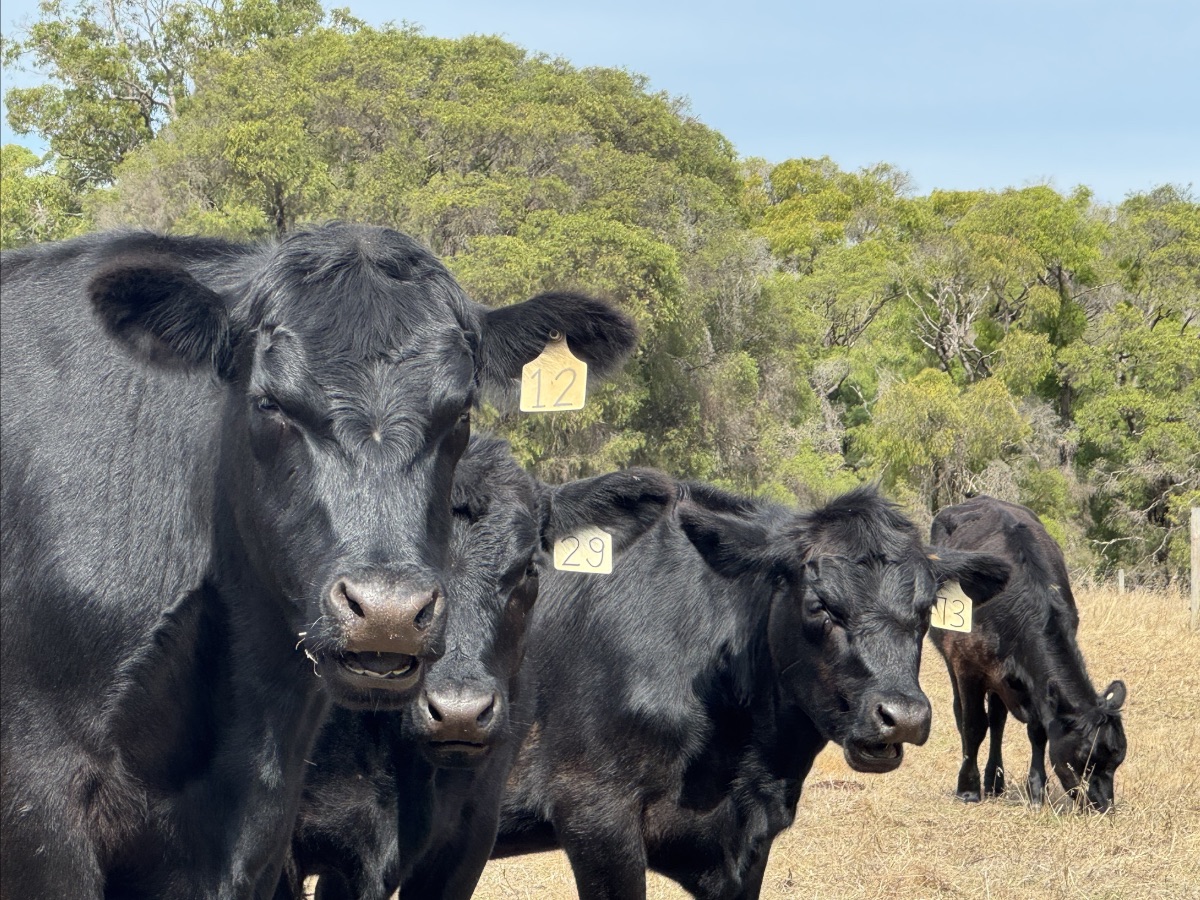 Three black cows with numbered yellow ear tags (12, 29, and 13) stand close to the camera in a dry grassy field. More cows graze in the background near trees under a blue sky.
