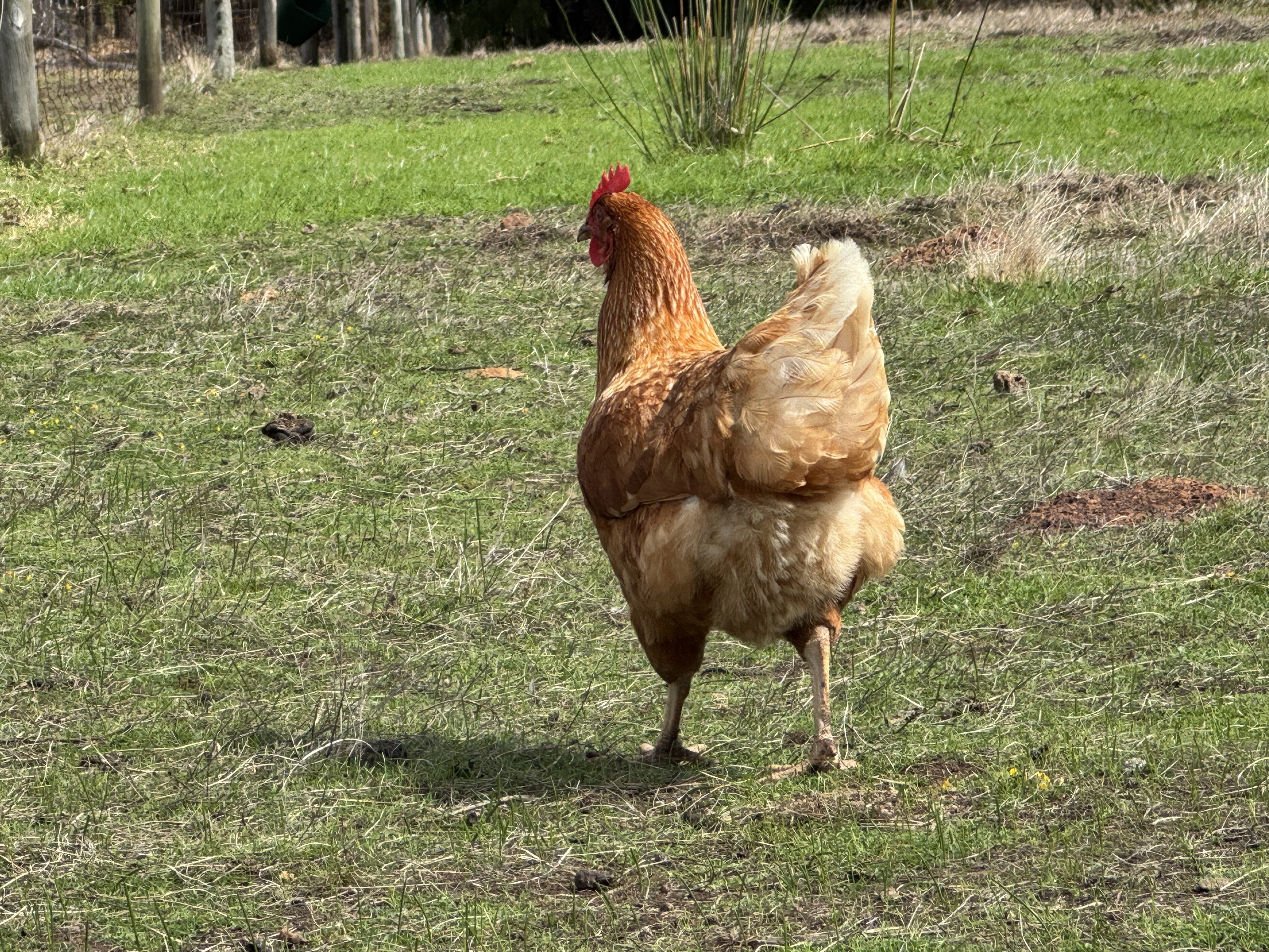 Brown hen standing in a grassy paddock, viewed from behind with its head turned to the left. Fence posts and patches of dry grass appear in the background.