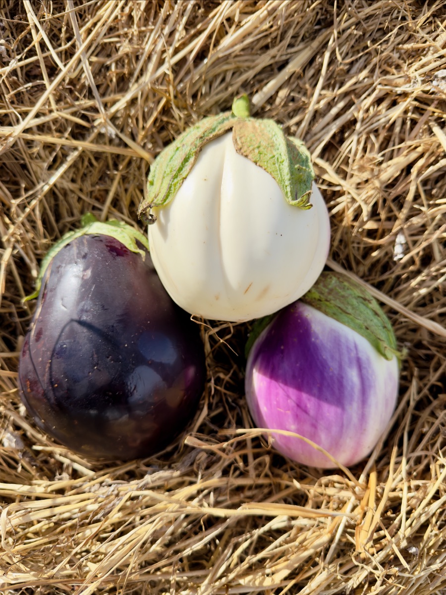Three eggplants with green tops rest on straw: one white, one dark purple, and one purple-and-white striped. Close-up view with the straw filling the background.