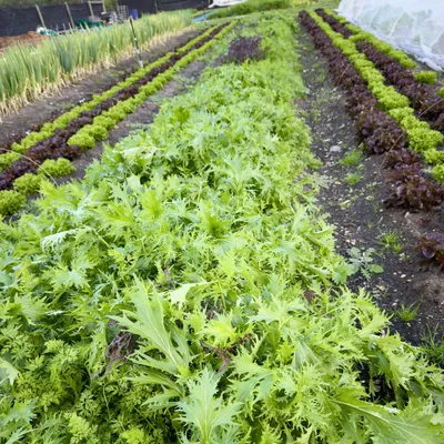 Cover image for Loose Lettuce Returns & Kids Sessions Resume