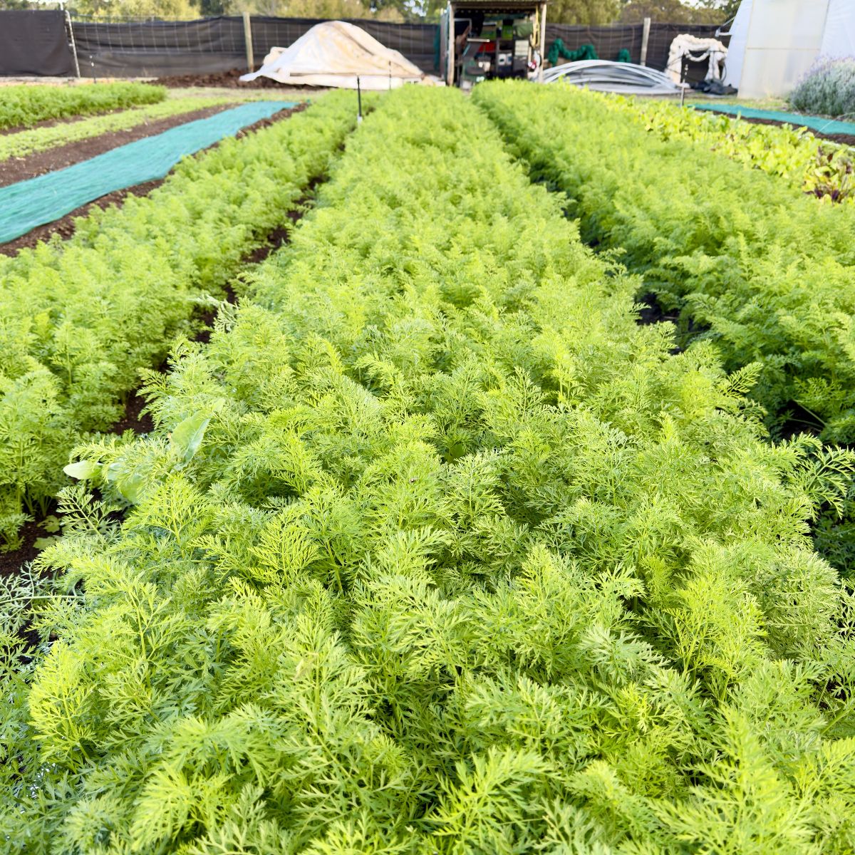 Rows of dense green leafy crops growing in a field bed, with blue ground cover strips between rows. A white canopy cover, fencing, and farm equipment are visible in the background.