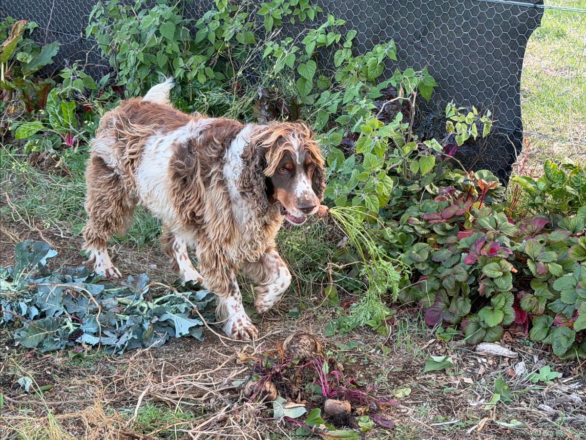 Brown-and-white spaniel walking through a vegetable garden bed. Leafy plants and a chicken-wire fence are behind it, with scattered harvested greens and beets on the ground.