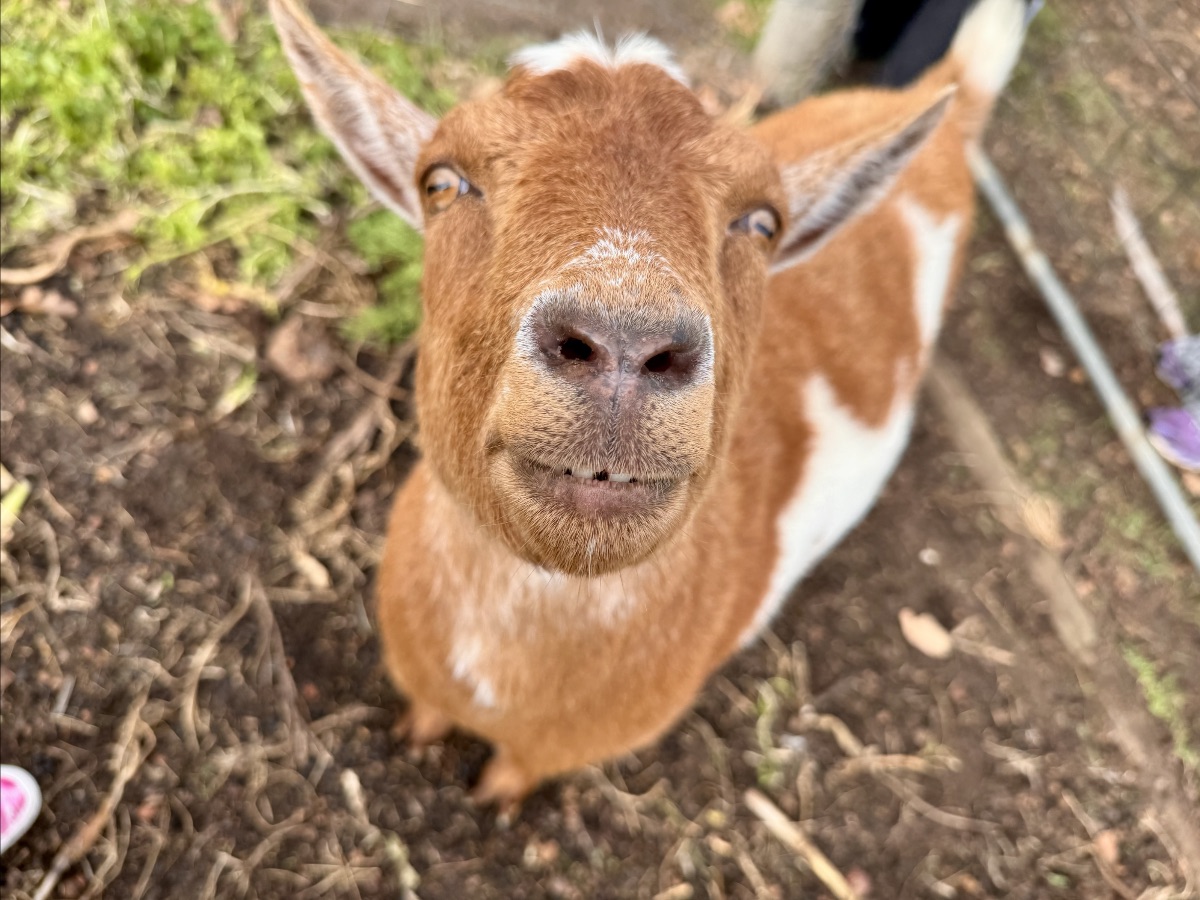 Close-up of a brown-and-white goat looking up at the camera, with its nose and face centered. Dirt ground and greenery are visible around it, with a pair of shoes partially visible at the edge.