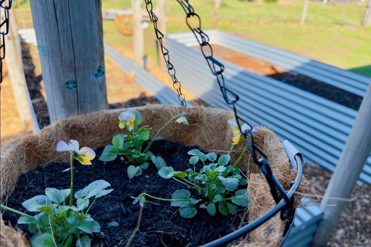 Hanging basket lined with coir and filled with dark soil, holding small pansy plants with pale purple and yellow blooms. Blurred background shows metal-edged raised garden beds and wooden posts.