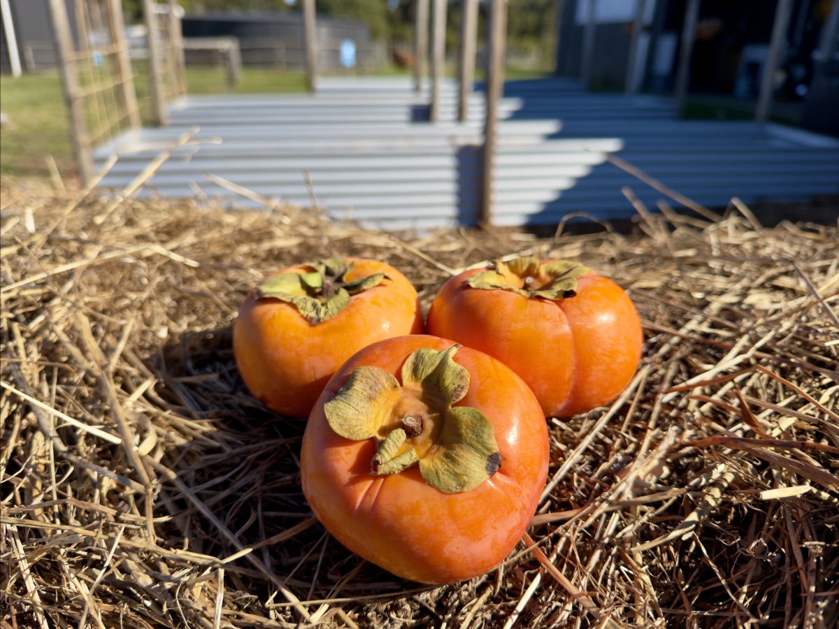 Three orange persimmons with green calyxes sit on a bed of dry straw. A fenced garden area and a corrugated metal building are blurred in the background.