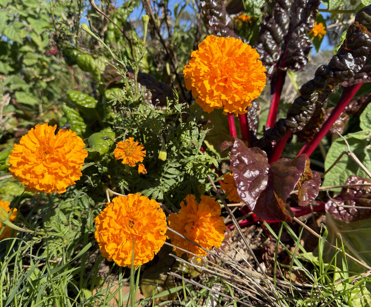 Bright orange marigold blooms growing among dense green foliage. Red-stemmed, dark purple leafy greens and grass surround the flowers in a sunlit garden bed.