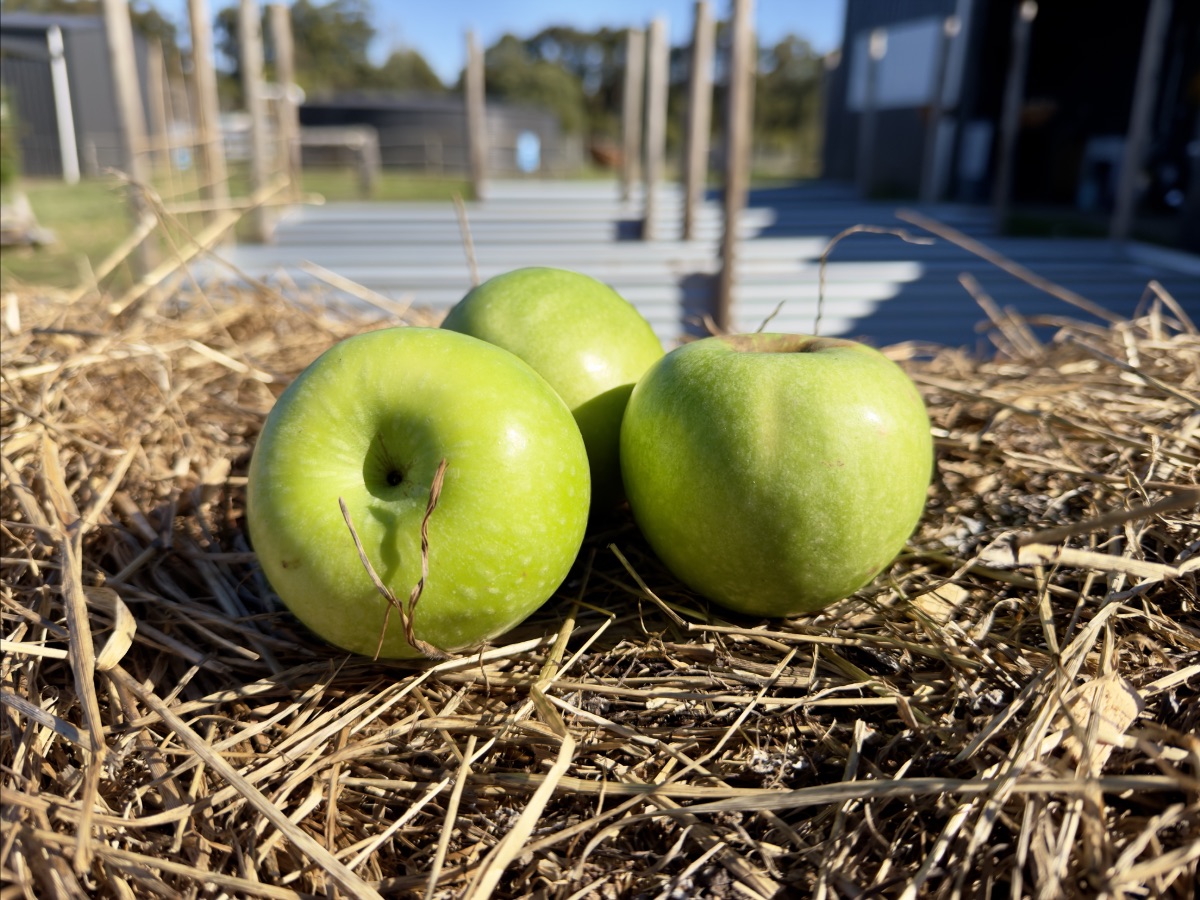 Three green apples resting on straw in the foreground. Blurred background shows a farm walkway with wooden posts and a building in bright sunlight.
