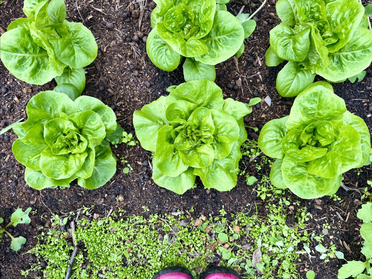 Six bright green lettuce heads growing in dark soil, viewed from above. A strip of small groundcover plants runs along the bottom edge, with the tip of a boot visible.