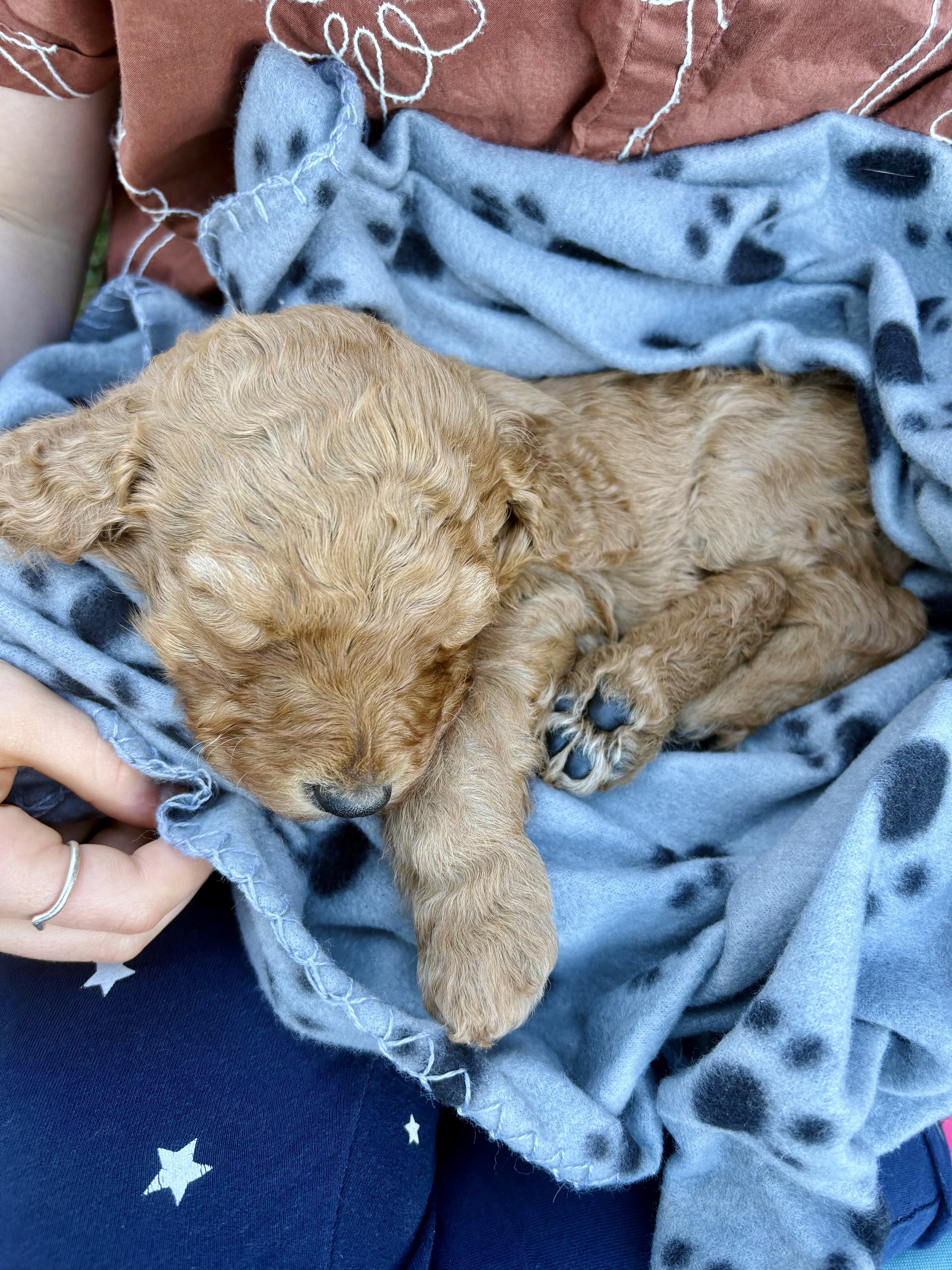 Small tan, curly-haired puppy sleeping curled up on a blue paw-print fleece blanket. A person’s hand holds the edge of the blanket near the puppy’s nose.