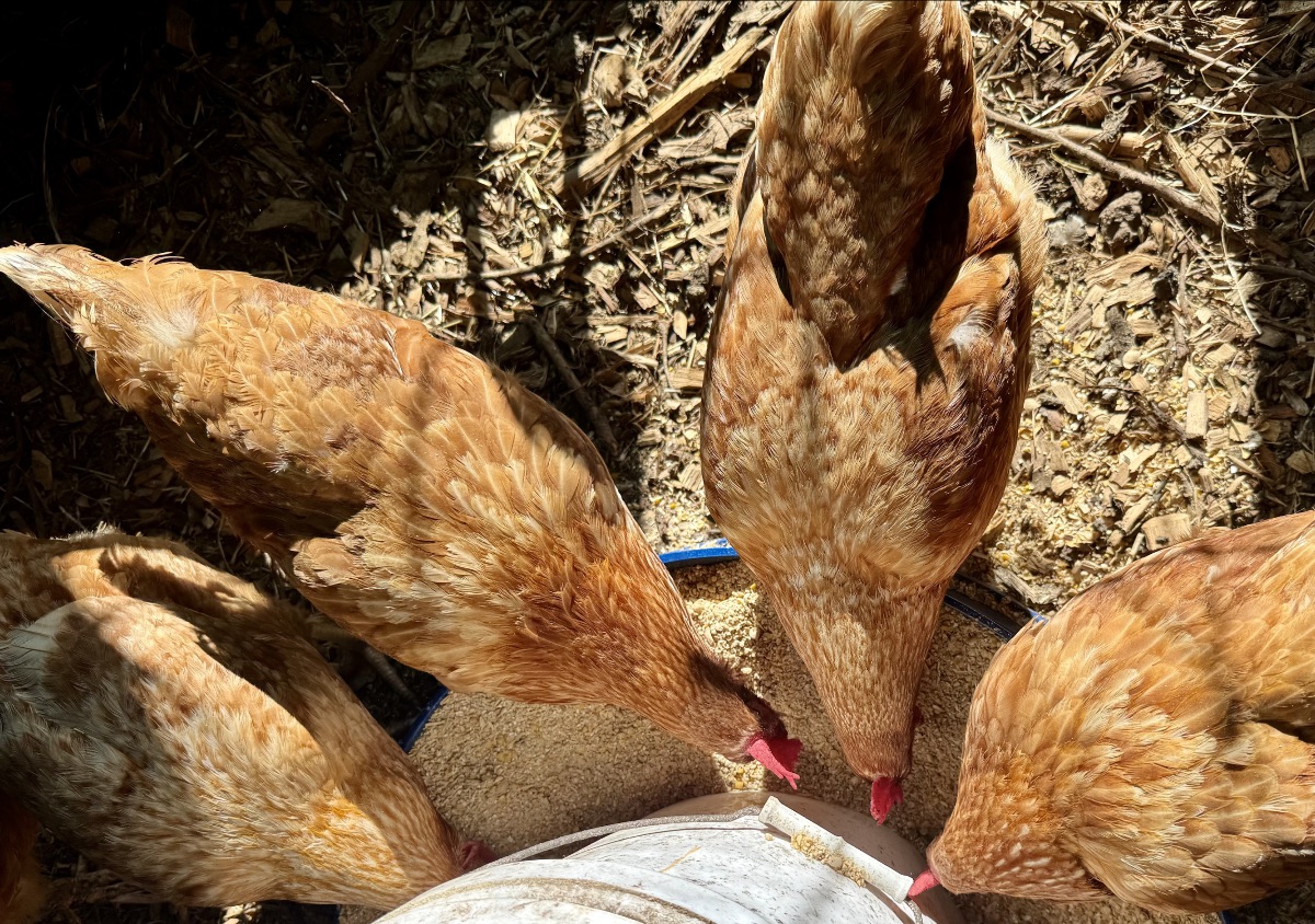 Four brown hens gather around a circular feeder, pecking at grain on a dirt-and-woodchip ground. The rim of a white container is visible at the bottom edge.