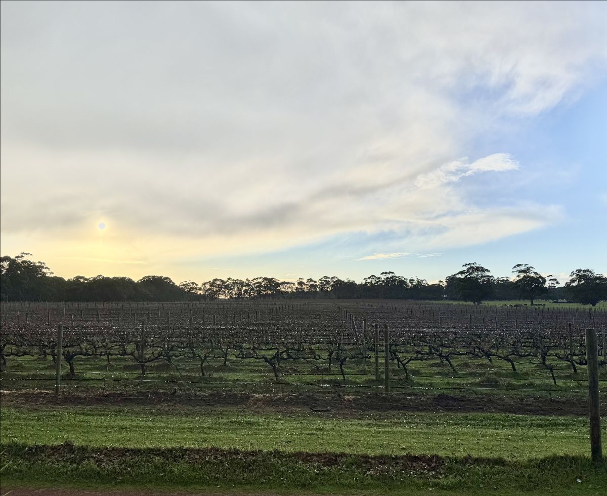 Rows of bare grapevines stretch across a flat field with wooden posts and wire trellises. A tree line sits on the horizon beneath a cloudy sky with pale sunlight.