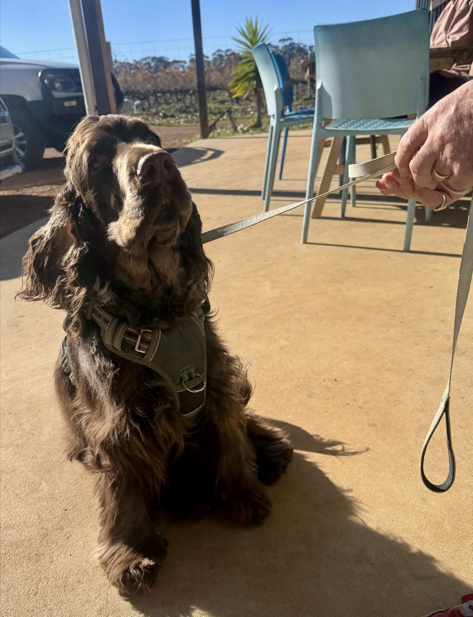 Brown, long-haired dog wearing a harness sits on a concrete patio, attached to a leash held by a person’s hand. Plastic chairs and a parked vehicle are in the background under bright sunlight.