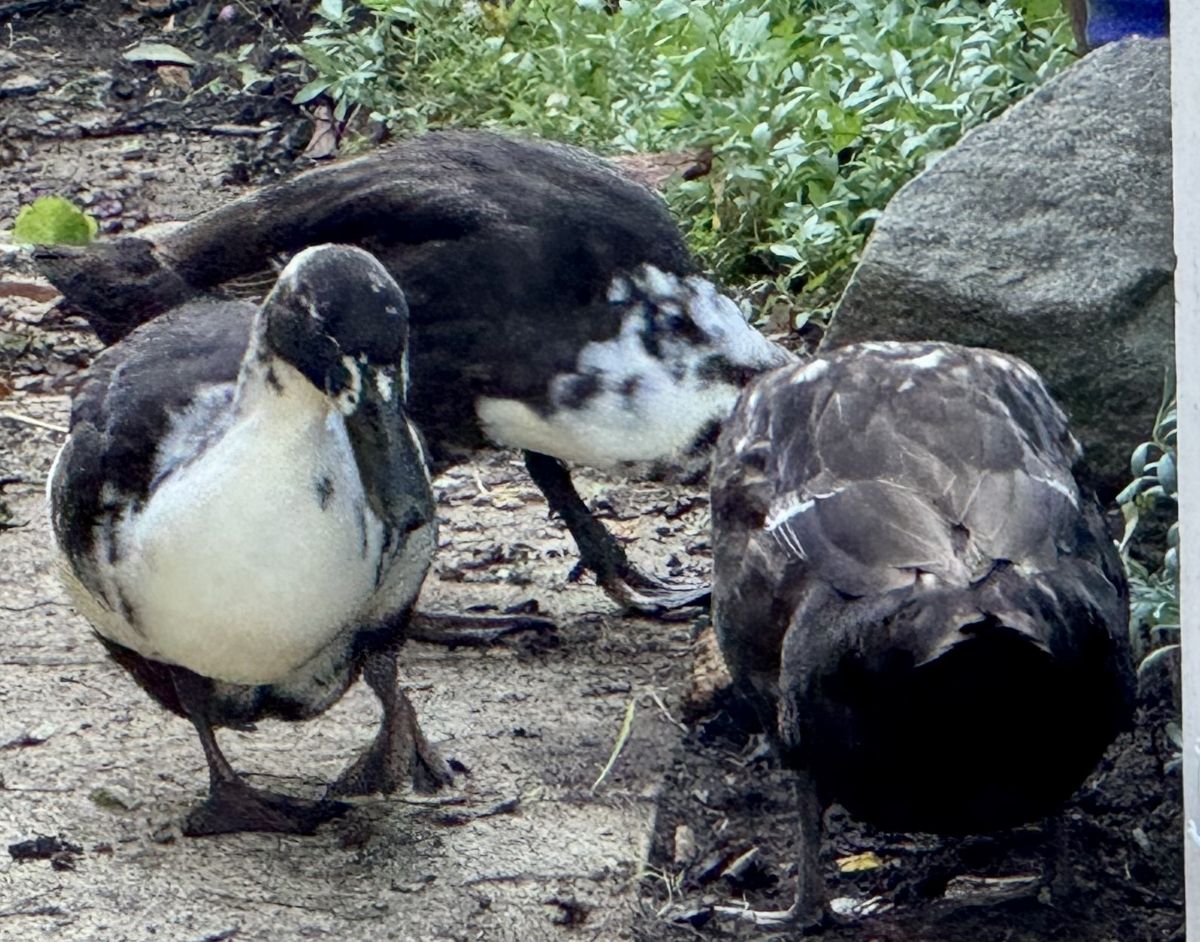 Three black-and-white ducks stand on a dirt path, with one duck in the foreground facing the camera. Green plants and a large rock sit along the edge of the path.