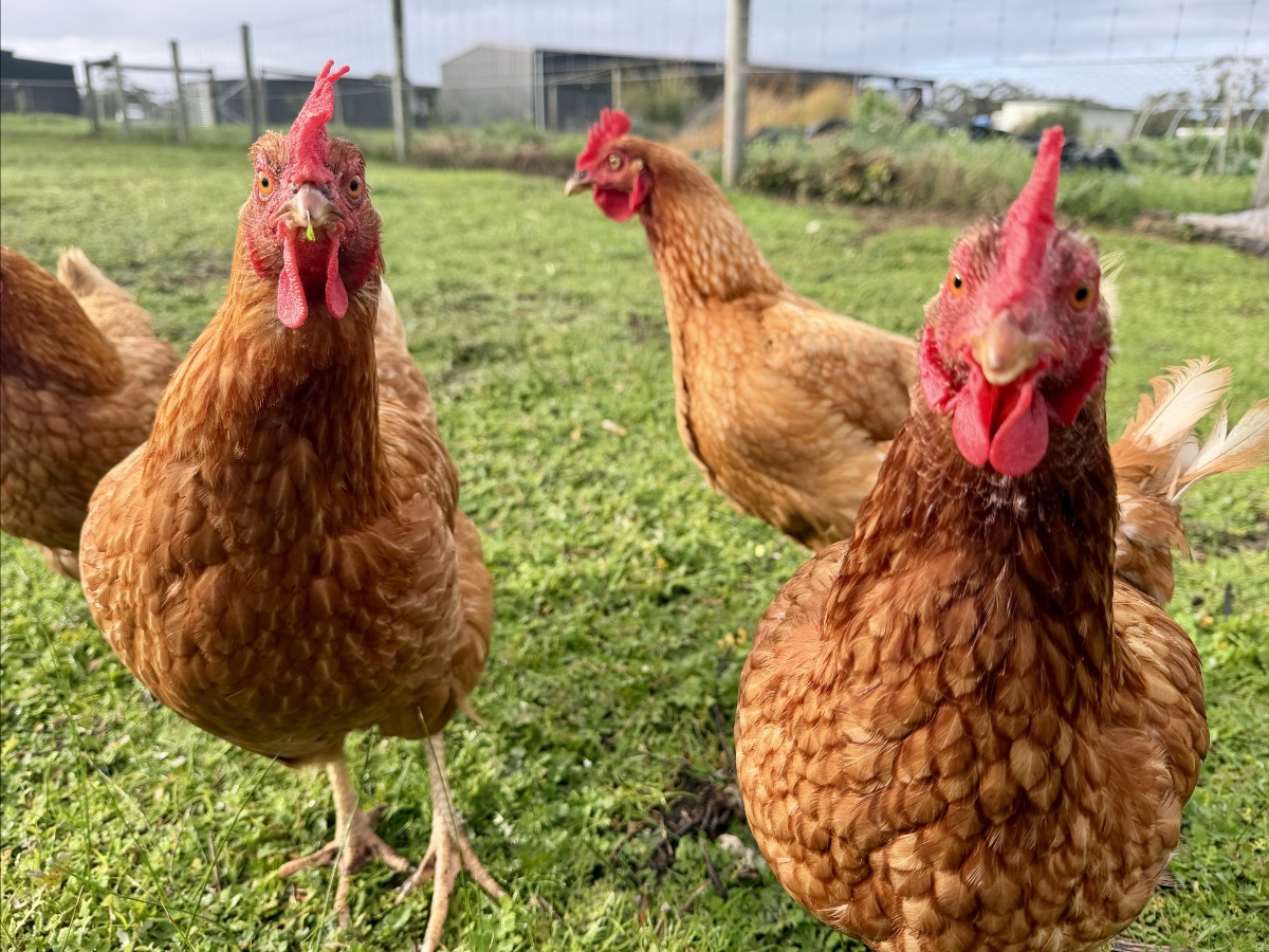 Two brown hens with red combs stand close to the camera on a grassy farmyard, with another hen behind them. Fences and farm buildings are visible in the background.