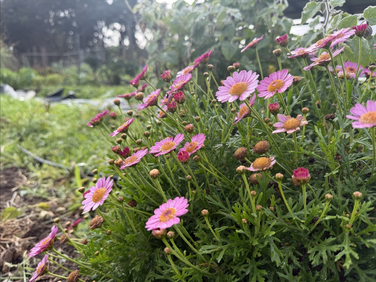 Close-up of pink daisy-like flowers and buds with green foliage in the foreground. A blurred garden path and plants stretch into the background.