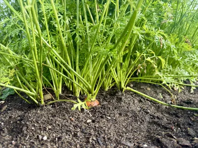 Cover image for Local Produce Boxes and Kids' Garden Update