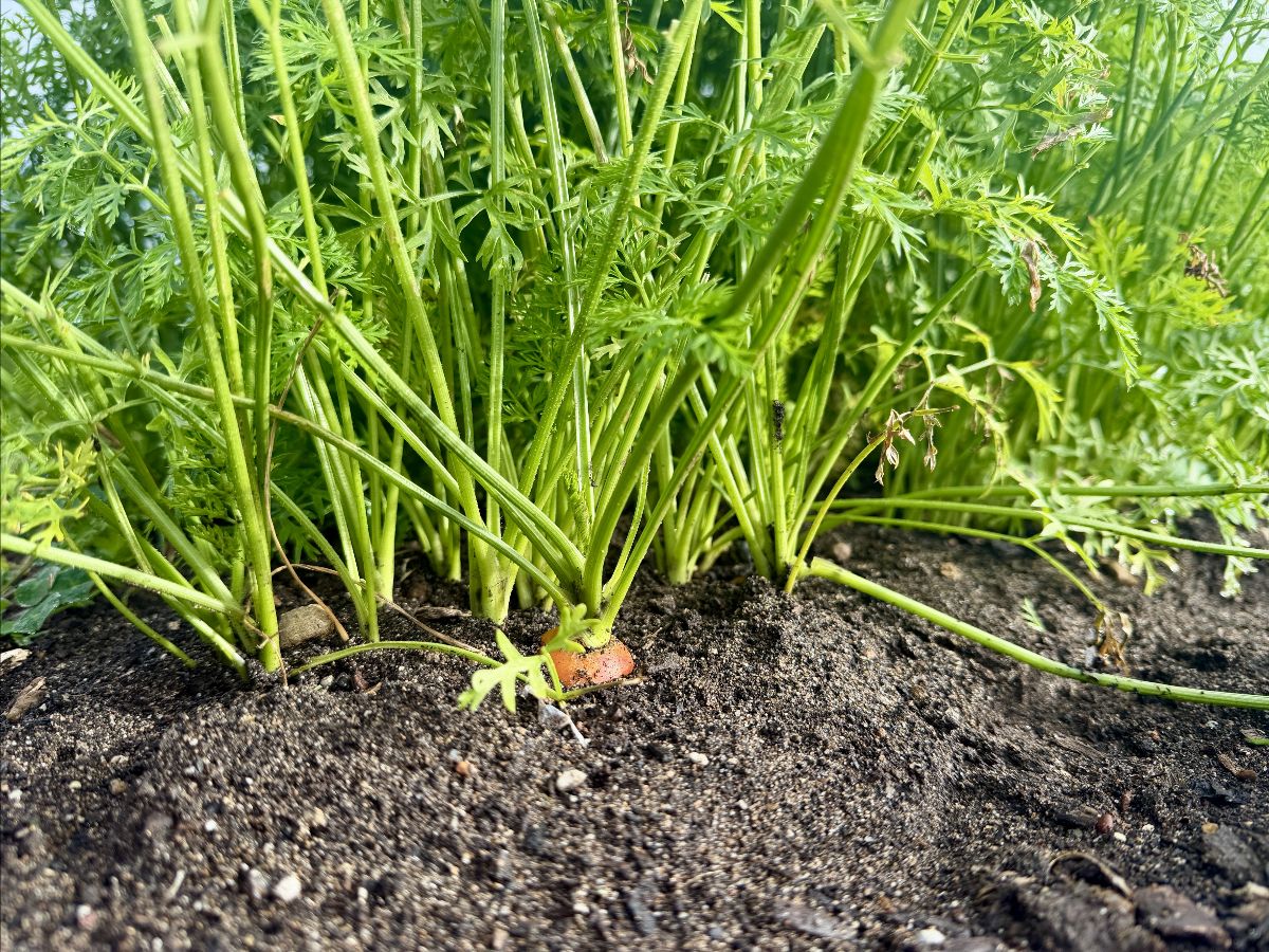Close-up of carrot plants with tall green stems growing in dark soil, with the top of an orange carrot visible at the surface. Dense leafy foliage fills the background.