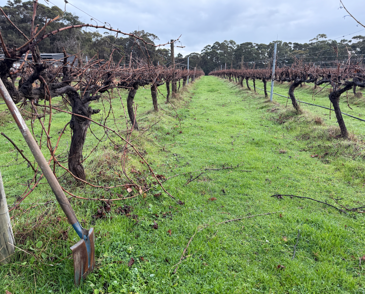Rows of leafless grapevines on trellises line a grassy path stretching into the distance under a cloudy sky. A shovel with a wooden handle leans in the foreground at left.