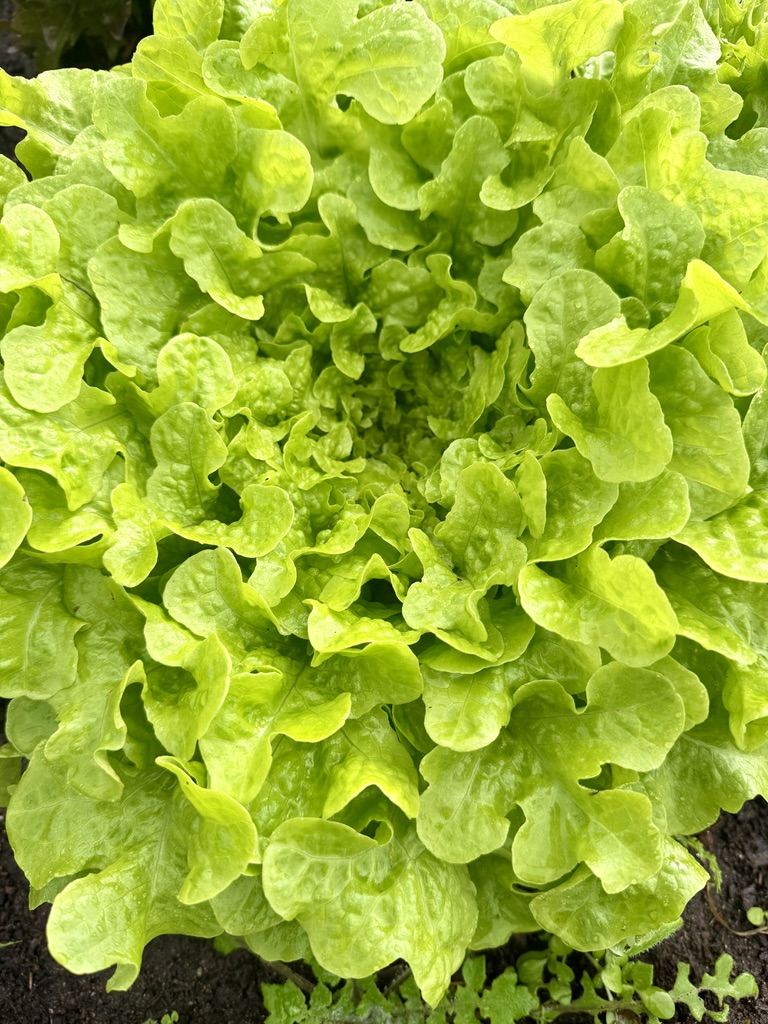 Close-up of a lush head of bright green lettuce with ruffled leaves growing in dark soil. The leaves fill most of the frame, with a few small weeds visible at the bottom edge.
