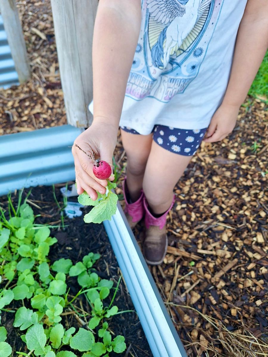 Child standing beside a raised garden bed holds up a freshly pulled red radish with leafy greens still attached. Green seedlings grow in dark soil, with wood-chip ground and garden edging visible around the bed.
