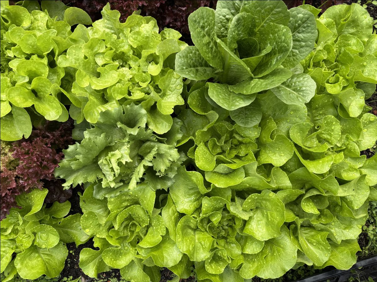 Close-up of a garden bed filled with leafy greens, including several varieties of lettuce, with water droplets on the leaves. Green and reddish leaves overlap in dense clusters against dark soil.